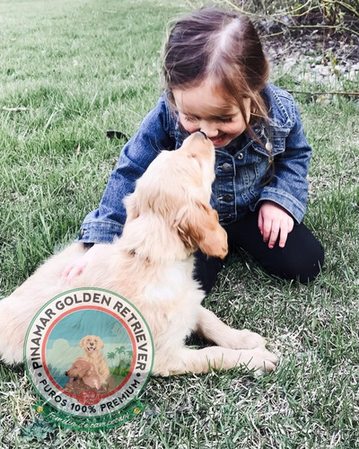 Exija Certificado De Buena Salud Con Su Golden Retriever