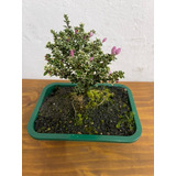 1 Planta Árvore Bonsai Serissa Variegata Flor Rosa Chinesa