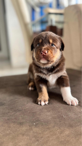 Hermosos Cachorros