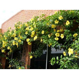 30 Sementes Alamanda Cerca Flor Allamanda Polyantha P/ Mudas