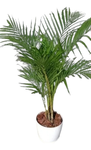 Palmera Areca + Maceta Premium