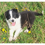 Cachorros Border Collie!pompones!! 