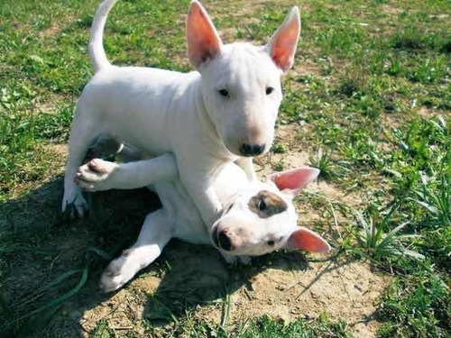 Bull Terrier Lindos Filhotes Com Pedigree