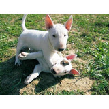 Bull Terrier Lindos Filhotes Com Pedigree