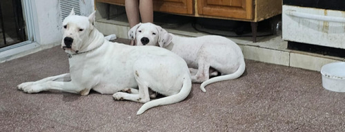 Dogo Argentino De 3 Años