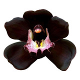 Orquídea Cimbidium Negra