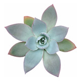 Muda Suculenta Echeveria Cante - Rara Colorida Importada