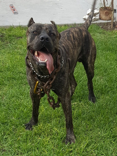 Cachorros Presa Canario 