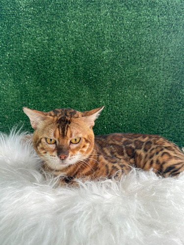 Bengal Filhote 