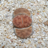 Lithops 15 Semillas(piedras Vivientes Africanas)