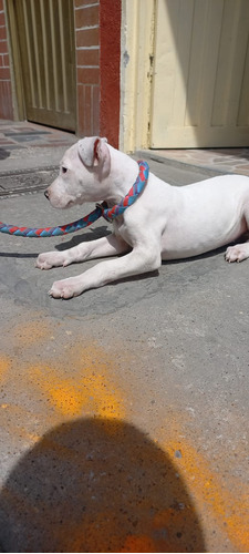 Cachorro Dogo Argentino Pura Raza Animal Pets Colombia 