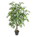 Ficus Benjamina De 120 Cm Con Doble Tronco , Vadell Home