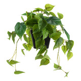 Luckygreenery Scindapsus Aureus Artificial, Planta Falsa Re.