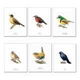 Pack De 6 Láminas Para Enmarcar De Pájaros Chilenos Diseño 1