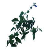 Planta Salvia Guaranitica, Nativa, Sin Agroquímicos
