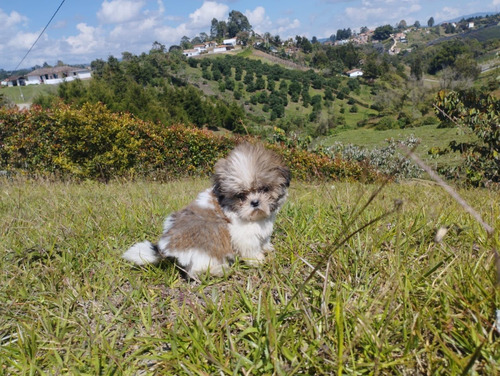 Cachorra Shitzu Hembra Tricolor Medellin