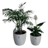 Combo Palmera + Spathiphyllum En Maceta Premium 