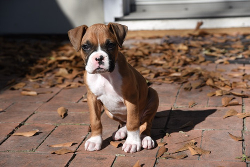 Boxer Filhote Fiel Amigo!