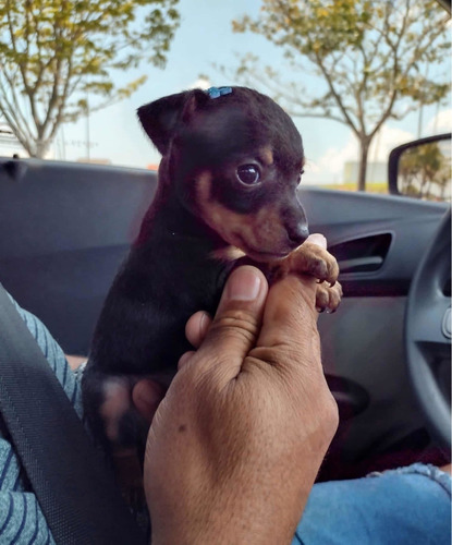 Filhotes De Cães Da Raça Pinscher Pai E Mãe Bem Pequenos