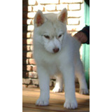 Cachorros Siberian Husky Papeles F.c.a. Inmejorable Sangre!