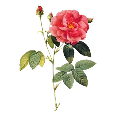 Rosa De Castilla Envío Gratis Rosa Gallica Francesa Planta- | Envío gratis