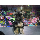 Schnauzer Envío Gratis 