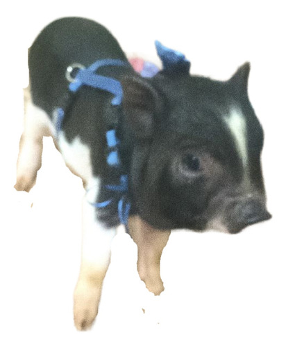 Cerdos Minipig - Kg a $225000