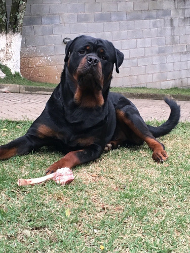 Rottweiler Filhote Focinho Curto Gigante Alemão