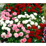 Oferta!! 20 Semillas Bellis (primavera) Mix Colores 