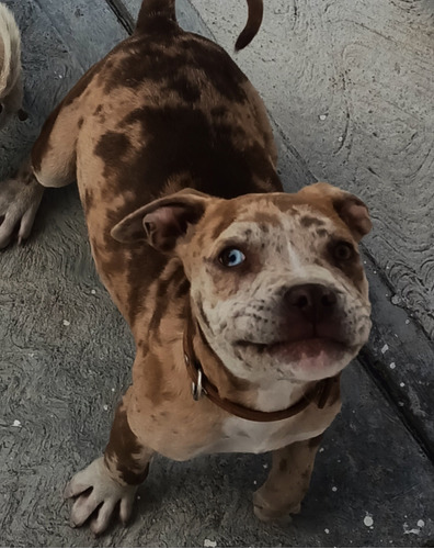 Pitbull Merle Con Heterocromia, Macho