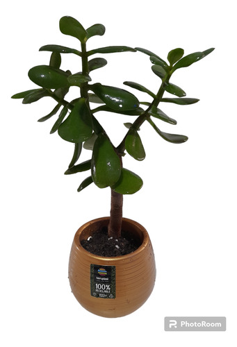 Planta Jade O De La Abundancia 