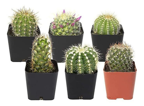 Plantas De Cactus (mezcla De 6), Plantas De Cactus D