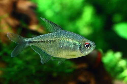 Pct. C/ 5 Peixes Tetra Diamante -aquário- Água Doce 