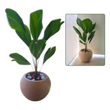 Planta Palmeira Leque + Vaso Decorativo Somente Sp