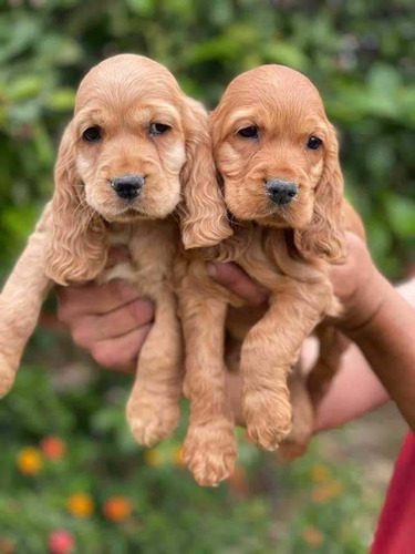 Cachorros Cocker Spaniel Adorables