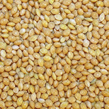 Semillas De Mijo X 1 Kg Para Brotes, Pasturas, Pajaros