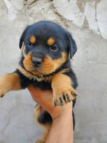 Rottweiler Cachorros De Campo