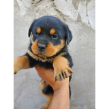 Rottweiler Cachorros De Campo