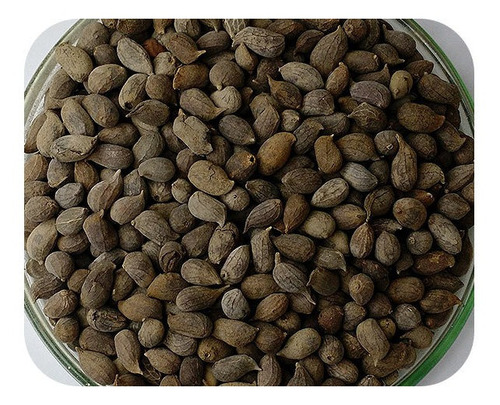 Sementes Amendoim Forrageiro - Caixa Com 500 Gramas
