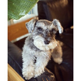 Cachorro Schnauzer Mini 05