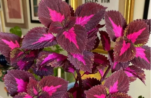 50 Semillas De Coleus Rosa Con Morado + Instructivo 