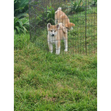 Cachorro Akita Inu Animal Pets Colombia 