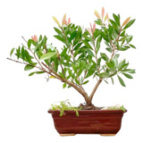 Arteenbonsai Olmo Chino Juniperus Ficus Espino Flor Y Fruto 