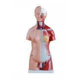 Torso Humano Disección 23 Partes 45cm