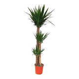 10 Sementes Yucca Aloifolia Palmeira Planta Flor P/ Mudas Frete Barato
