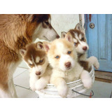 Husky Siberiano Apaixonantes Filhotes