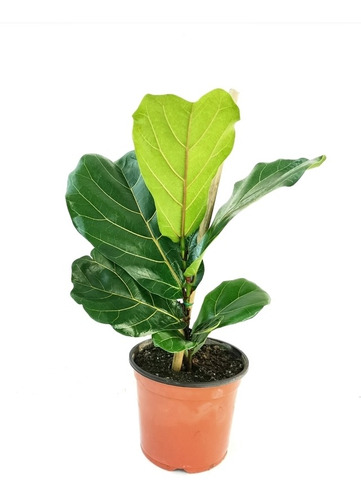 Planta De Ficus Pandurata Árbol Deco Decoración Interiores 