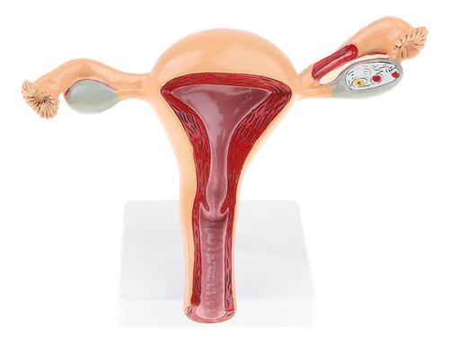 Modelo Anatômico Do Órgão Reprodutor Feminino, Útero, Vagina