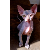 Gata Hembra Esfinge Sphynx Blue