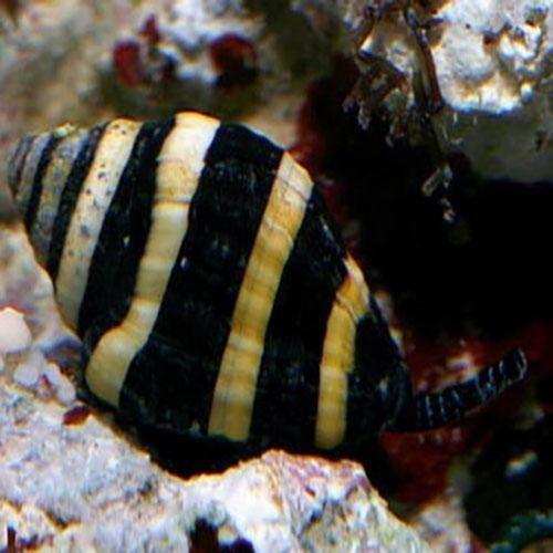 Caracol Abeja Marino Limpiador Come Vermetidos